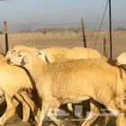 سلام عليكم ورحمه الله وبركاته