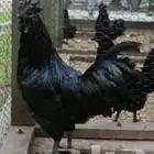 دجاج اندنوسي فاخر ابهاوضواحيها منطقه عسير