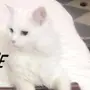 قط شيرازي للبيع