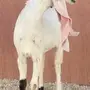 جفرة هولندية