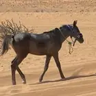 مهر للبيع عمره تقريبا 5 شهور