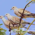 دخل و قمري و صفار (مصر)