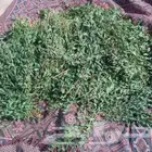 حناء ينبع ورق متوفر كمية انتاج جديد والوزن 8