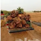 للمقاولات توريد جميع انواع النخيل ونقوم بالقلع وغرس وتكريب
