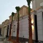 نخل واشنطني زينه للبيع