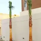 نخل واشنطونياء زينه أمريكي