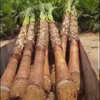 يوجد لدينا جميع انواع النخيل