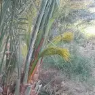 يوجد لدينا نخل البيع طلع علمكه جده الطيفا