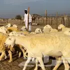 ماشاء الله تبارك الله حفظك