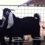 ادخل اذ عندك تيوس او جفار