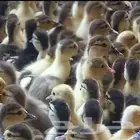 صوووص بط وصوص رومى