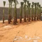 تنسيق الحدائق الدوادمي