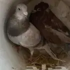 موجود زوج زاجل مع مقنزعه قطيفي وشرط الانتاج مع فرخ