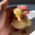 بطه للبيع بطل صغار كتكوت