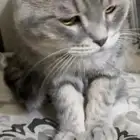 قطه للبيع ذكر العمر فوق السنه اليف شيرازي السوم 400