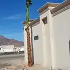 زراعه نخل وتركيب شبوك