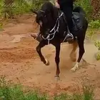 سايس محترف في مجال الخيل   تواصل وتس فقط