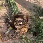 يوجد الدينا نخيل عربي ممتاز