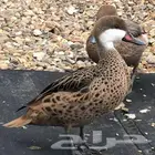 نوادر البط بهاما بني