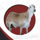 طليان رفيديات تربيه ثلاث اشهر فل مقفله 950