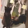 قطة جميلة شيرازية