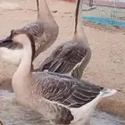 جوز وز عراقي اصيل الكوبرا للبيع