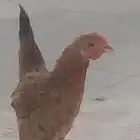 دجاجه بياضه طيبه بيض كل يومين الموقع حفر الباطن