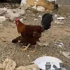 ديك بلدي عربي أصيل على السوم السوم يبدأ من 150