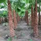 نخيل واشنطني