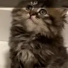 قطط صغيرة