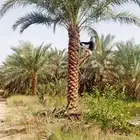 نخيل مثمر