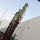 نخل مثمر نخيل اخلاص صقعي سكري برحي