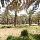 نخل اخلاص جميع المقاسات متوفره