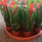 نباتات هولانديه طبيعيه داخليه تواصل معنا واتس او اتصال