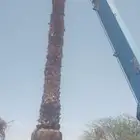 نخل واشنطنيا زينة بجميع المقاسات