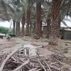 نخل خلاص ومشكلات