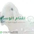 ذبايح طليان حري نعيمي مع خدمة السلخ والتوصيل