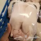 بط بكيني تبي مذبوح ولا حي متوفر كميه طيبه اصحاب المحلات واصح