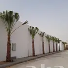 زراعة وتنسيق الحدائق