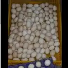 بيض بلدى مخصب وبيض بلدى صالح للاكل