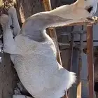 حلاق ابل وغسيل ترتيب وتزين جرد رقبه قارب