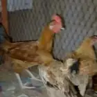 دجاج بلدي للبيع