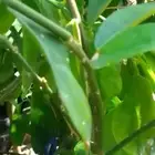 شجر موز وليمون بلدي ومانجو وباباي وجوافه وتوت