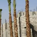 ابو سالم لتوريد انخيل الزينه الواشنطني