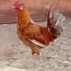 ديك بلدي اصيل