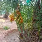 نخيل بجميع انواعه ومقاساته