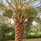 زراعي فني نخيل العربي لقاح تعديل ثمر ونظافه الواشنطني الزينه