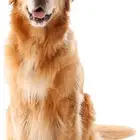 أحتاج كلب للتبني ذكر أو أنثى