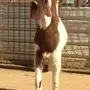 جفره طيبه
