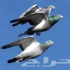 حمام زاجل   محاكر حديد عدد 3 حد 1500 ريال